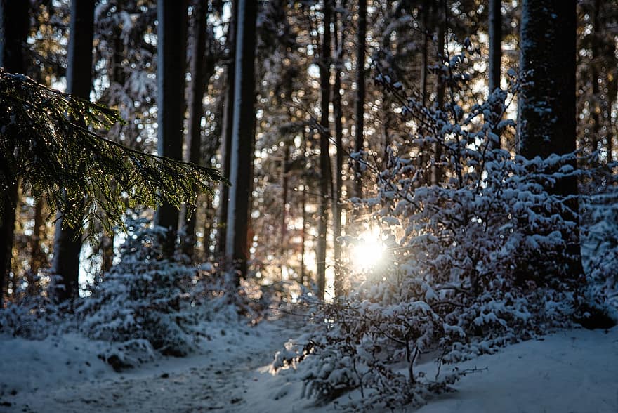 las, śnieg, wschód słońca, światło słoneczne, zimowy, drzewa, Las, śnieżny, świt, ranek, krajobraz