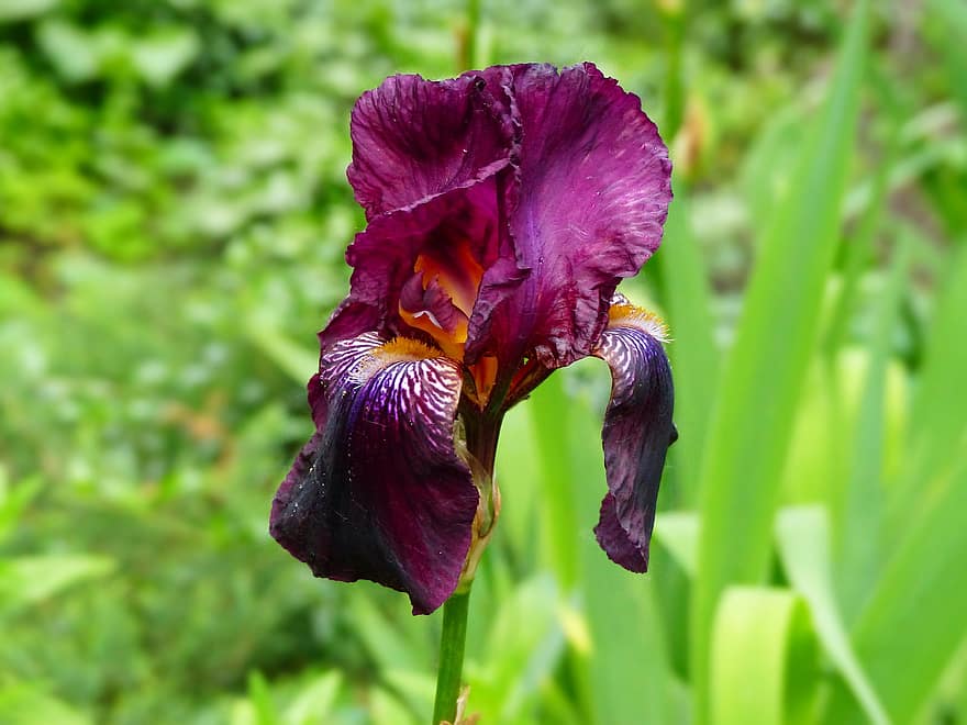 iris, fiore, fioritura, primavera, viola, giardino, fiori, flora, natura, botanica, giardinaggio