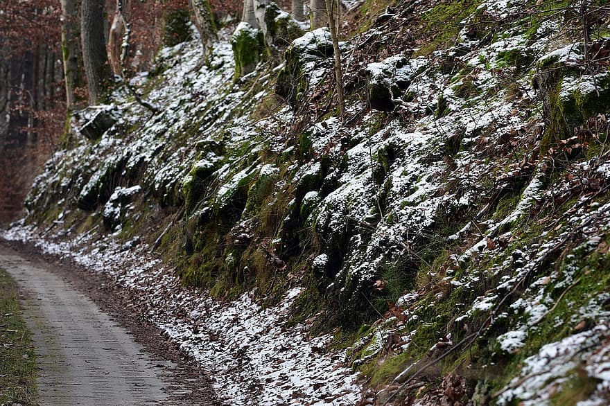 путь, Дорога, деревья, снег, лес, природа, след, палтус, теснина, время года, зима