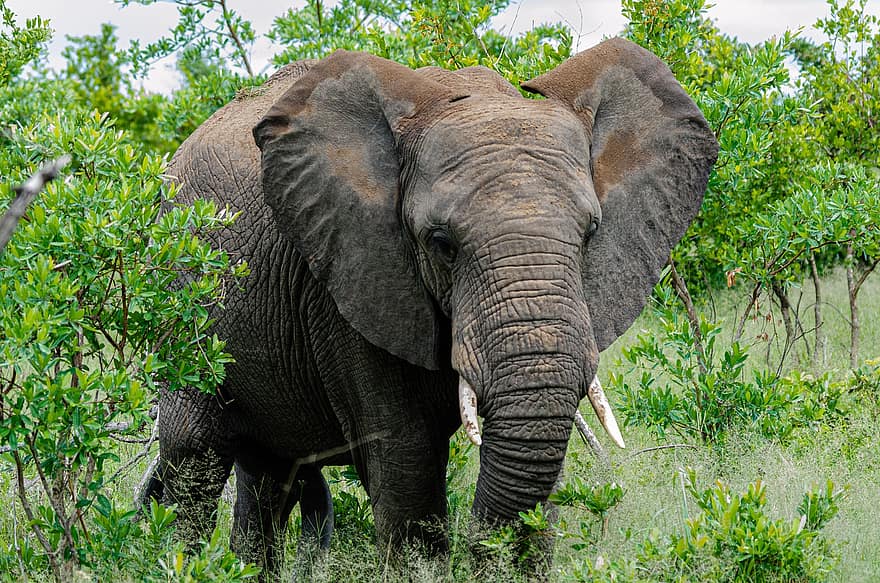 elefant, pachyderm, kruger nationalpark, dyr, vild, dyreliv, Afrika, dyr i naturen, afrikansk elefant, safari dyr, truede arter