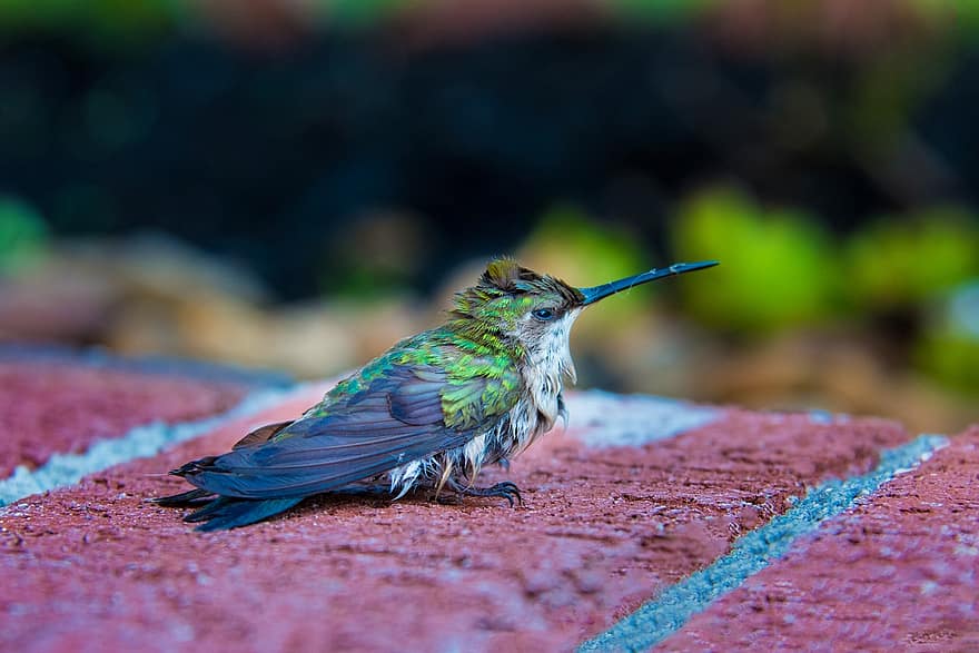 hummingbird, fugler, litt, sitter, mohan, nannapaneni