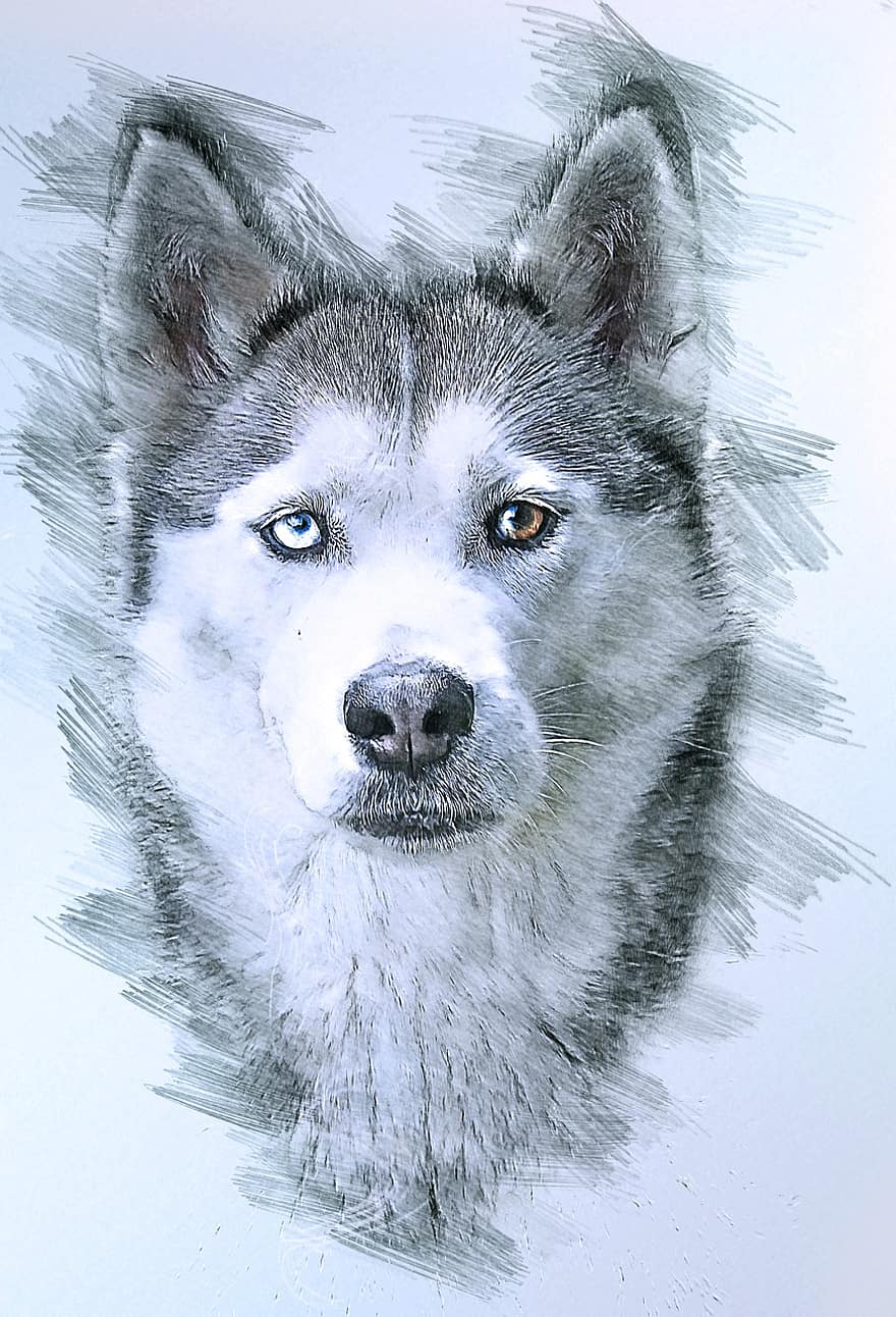 cão, Husky siberiano, desenhando, cão de trenó, animal, cão da neve, canino, pets, cão de raça pura, fofa, cachorro