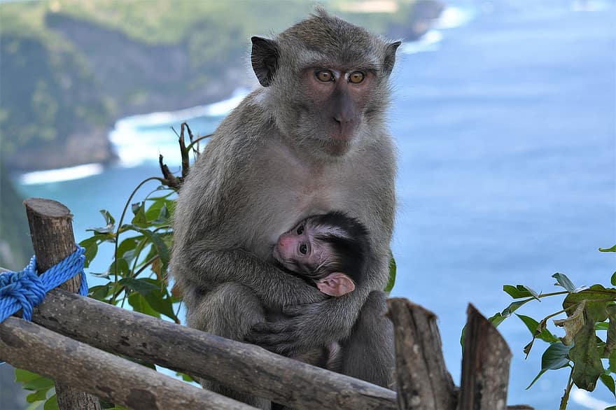 zvíře, primát, opice, savec, divoký, Příroda, Nusa Panida, ostrov, zvířata ve volné přírodě, makak, roztomilý