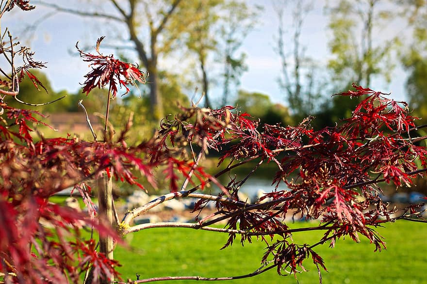 arce japonès, fulles, arbre, maple, fulles vermelles, fullatge, branques, planta, naturalesa