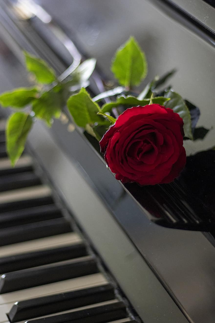Rosa, flor, piano, Rosa roja, flor roja, instrumento musical, instrumento