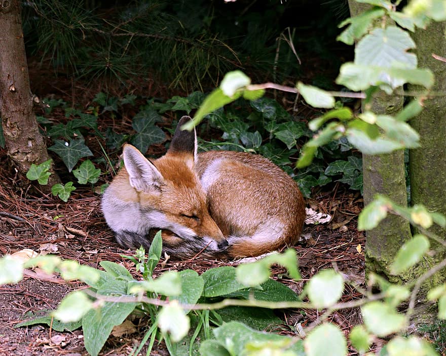 狐、カブ、木、草、葉、睡眠、動物