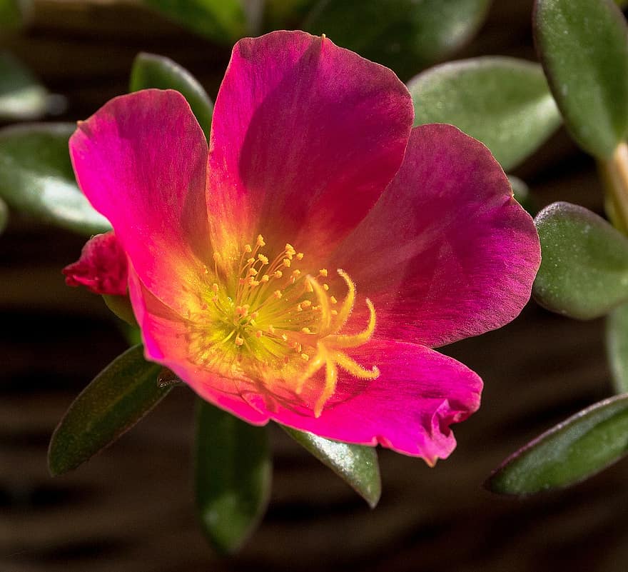 Flower, Pink Flower, Blossom, Bloom, Petals, Ornamental Plant, Pink Petals, Pistil, Nature