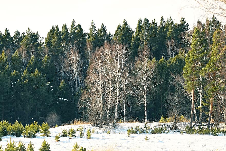 träd, berg, frost, is, naturskön, skön, säsong, trän, snö, skog, vinter-