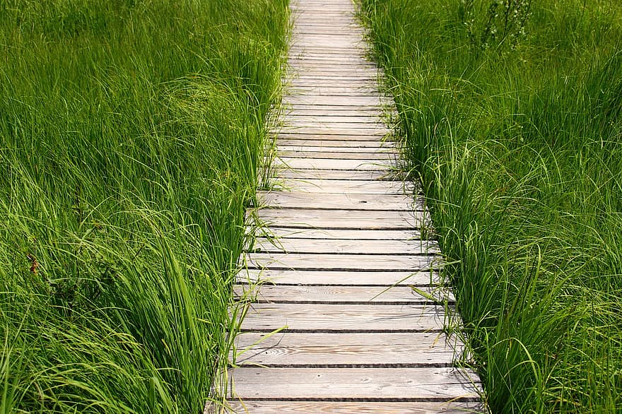 đường ray gỗ, Thiên nhiên, con đường, đường, cỏ, gỗ, lối đi bộ, màu xanh lục, mùa hè, cây, lối đi lát ván