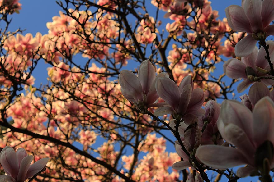 flori, magnolie, primăvară, roz, natură, botanică, a inflori