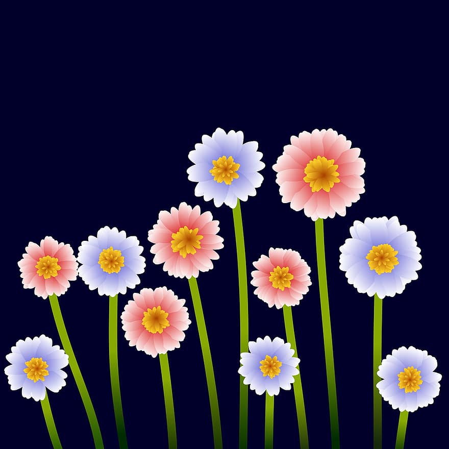 illustration, blomster, blomstrende, tusindfryd, ramme, kort, post, forår, dekorative, ornamental, solsikke