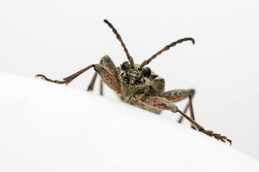 Black-spotted Longhorn Beetle, Beetle, Insect, Rhagium Mordax, Pest, Animal, Small, Invertebrate, Arthropod, Wildlife, Nature