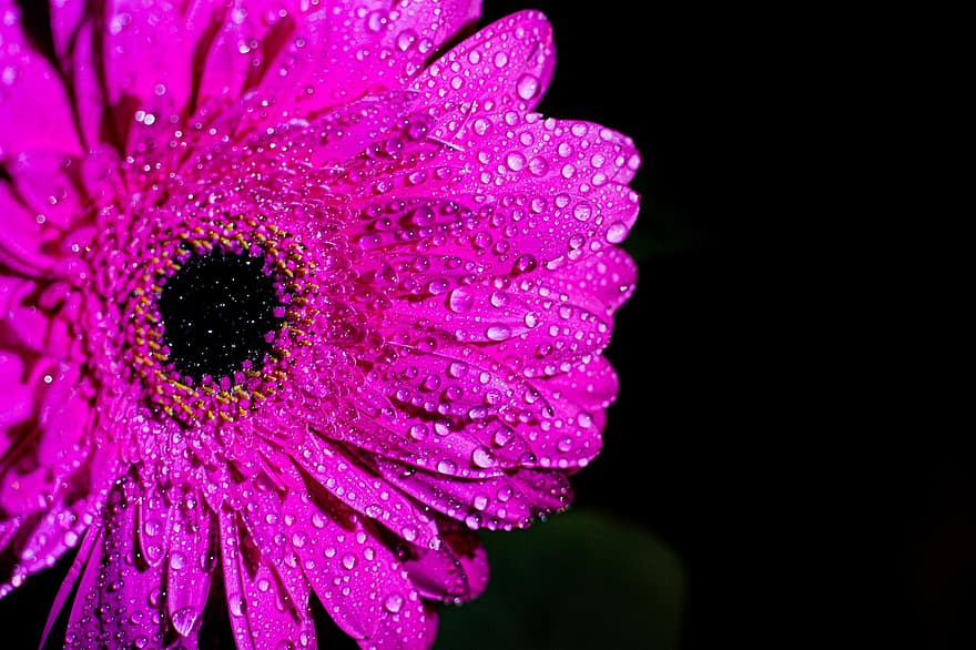 barberton daisy, flor, rosada, gotes de rosada, flor de color porpra, pètals, pètals morats, florir, flora, planta, primer pla