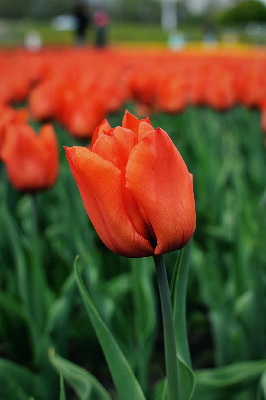 tulipes, fleurs, champ, fleurs orange, pétales, pétales orange, Floraison, fleur, flore, les plantes, la nature