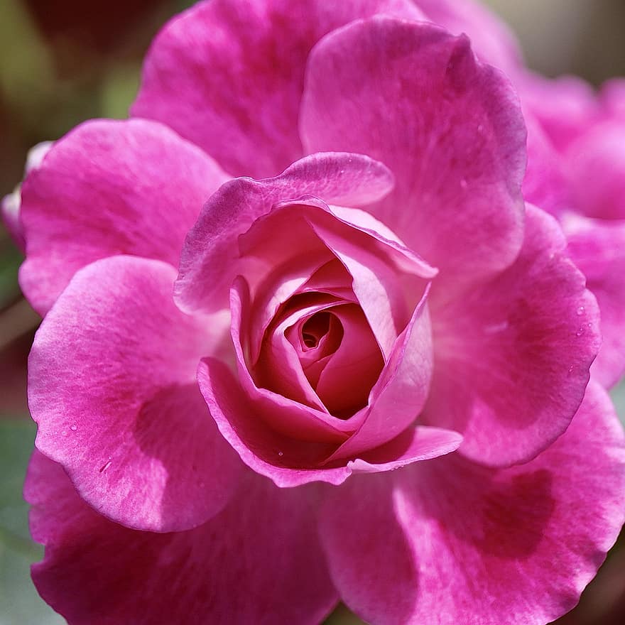 roos, bloem, fabriek, roze roos, roze bloem, bloemblaadjes, bloeien, tuin-, natuur, detailopname, bloemblad