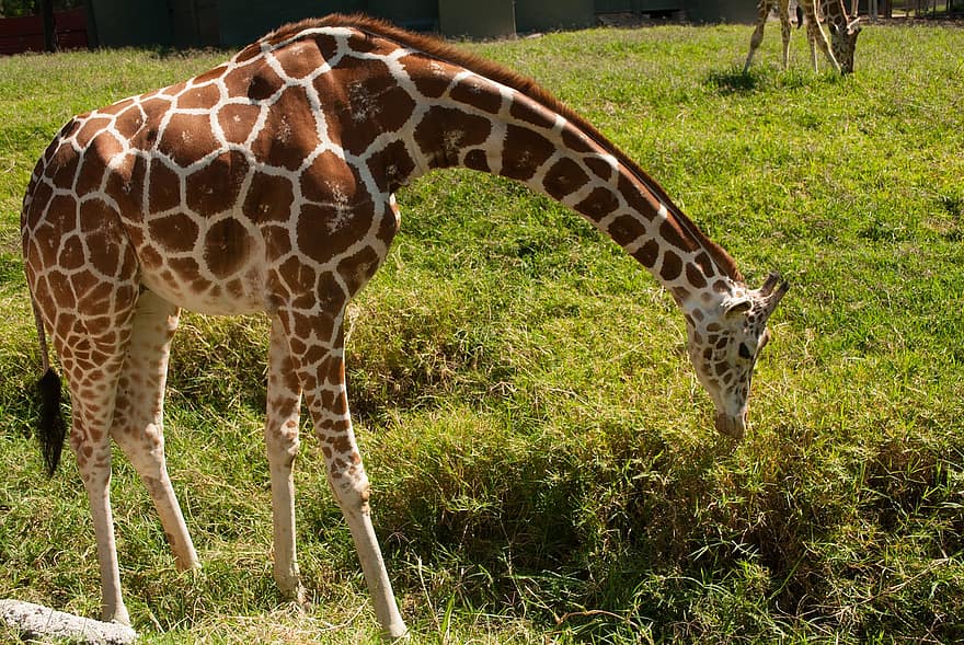 giraffa, animale, natura, mammifero, safari, collo lungo, zoo, selvaggio, gambe lunghe