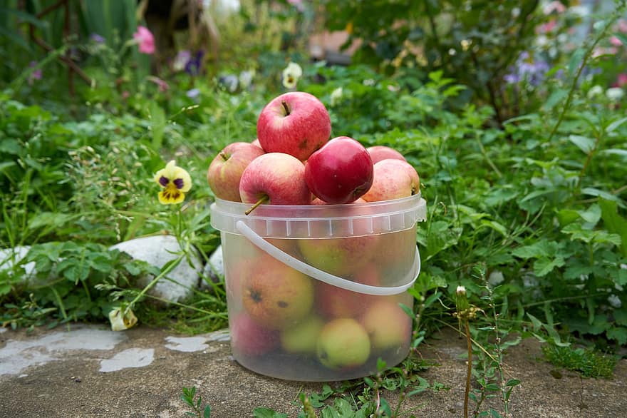 jablka, zahrada, sklizeň, ovoce