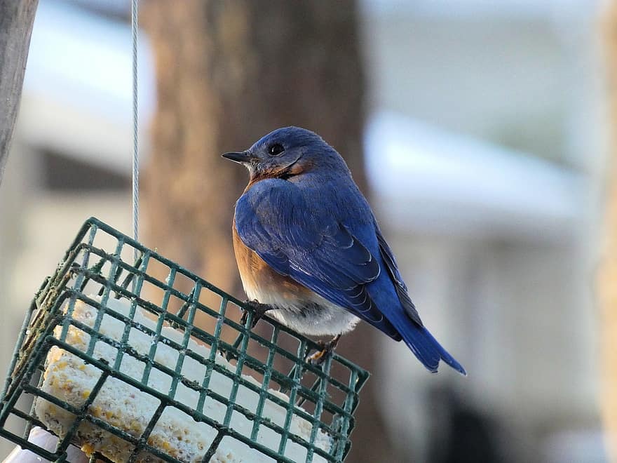 bluebird, fugl, dyreliv, aviær, næb, fjer, tæt på, dyr i naturen, blå, et dyr, afdeling