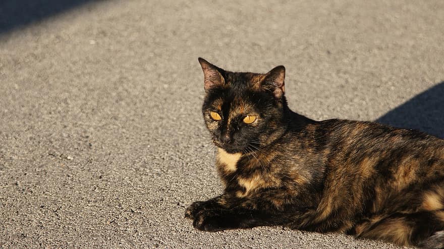 kedi, kahverengi ve siyah desenli kedi, Evcil Hayvan