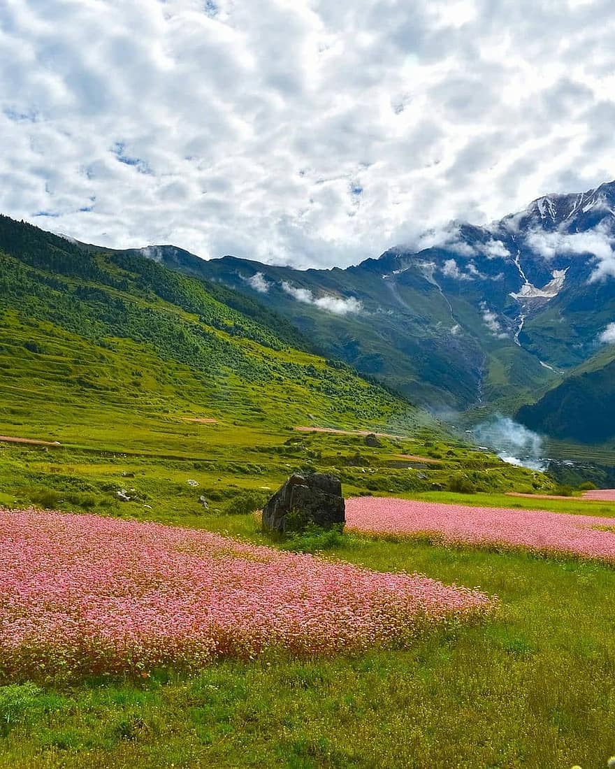 vuoret, niitty, kukat, pilviä, laakso, ala, maisema, vuorijono, vuoristomaisema, luonto, Sveitsin Alpit