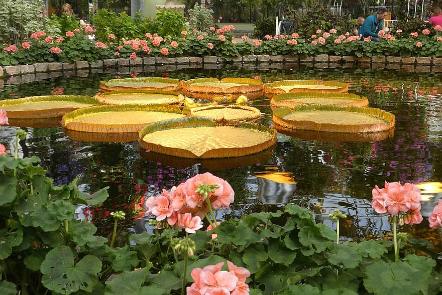 Гигантски водни лилии, victoria amazonica, парк, езерце