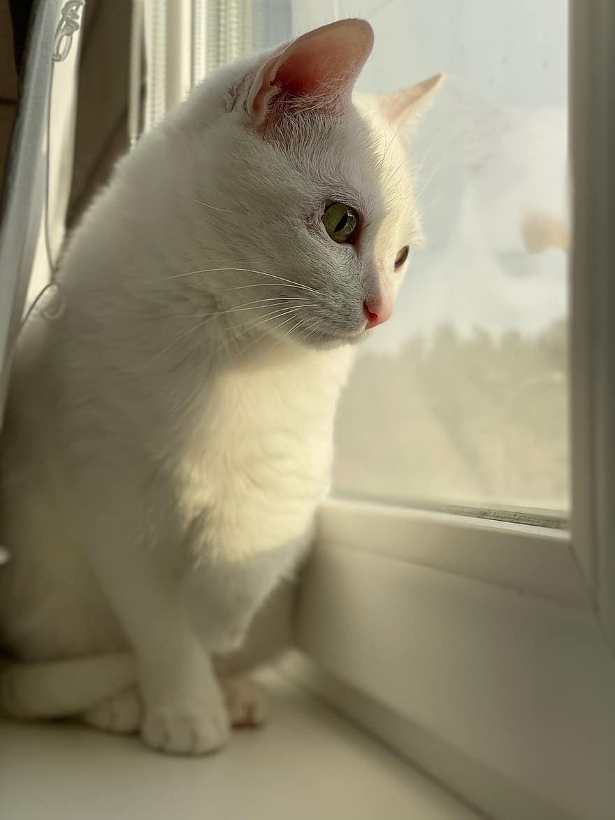 kissa, lemmikki-, ikkuna, valkoinen kissa, eläin, kotikissa, kissan-, nisäkäs, söpö, muotokuva, снег