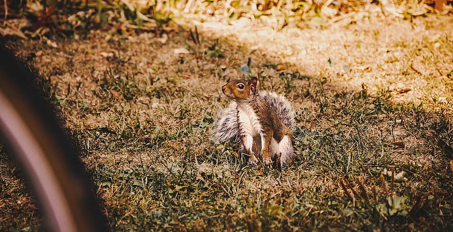Squirrel, Chipmunk, Rodent, Mammal, Autumn, Forest, Cute, Outdoors, Lawn, Yard, Animal
