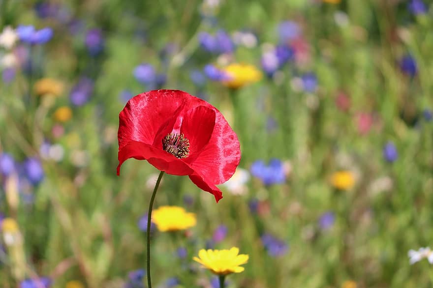 Poppy, Flower Meadow, Red, Colorful Meadow, Summer Meadow, Klatschmohn, Field, Wildflowers