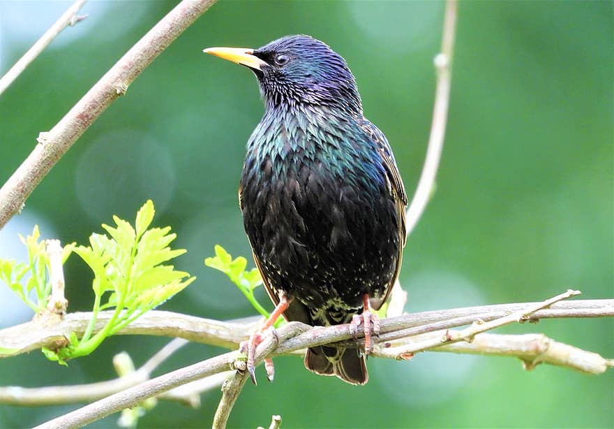 Starling, Bird, Bird Watching, Nature, Feathers, Plumage, Beak, Ornithology