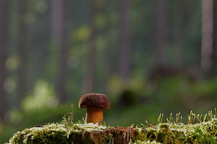 гриб, мох, грибок, микология, лес, падать, природа, осень, питание, крупный план, зеленого цвета