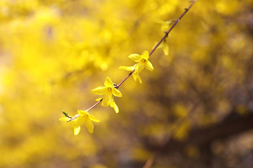 forsythia, květiny, jaro, žluté květy, okvětní lístky, květ, strom, rostlina, keř, Příroda, žlutá