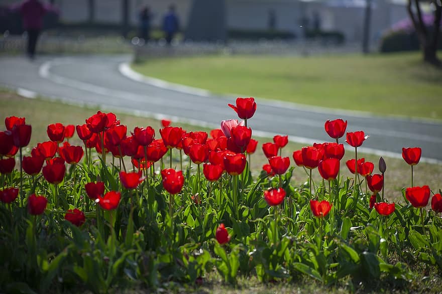 tulipány, květiny, červené tulipány, červené květy, okvětní lístky, červené okvětní lístky, květ, flóra, pěstování květin, zahradnictví, botanika