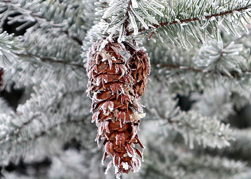 douglas fir, κώνος, παγωνιά, ψυχρός, πάχνη, κωνοφόρο, χειμώνας, χειμερινός, κρύο, φύση, zima