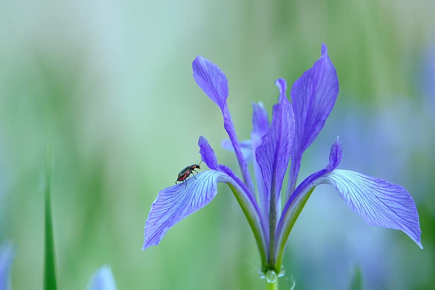 flori, Iris Lactea, iris, primăvară, plantă, Violet, insectă, botanică, polenizare, a inflori, inflori