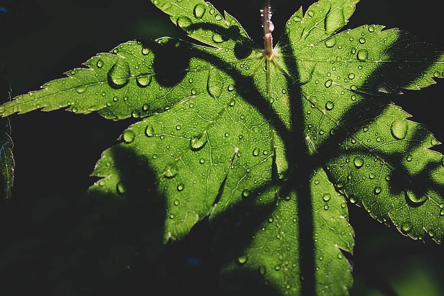 folha de Carvalho, bordo japonês, gotas de agua, sombra, flora, pingos de chuva, orvalho