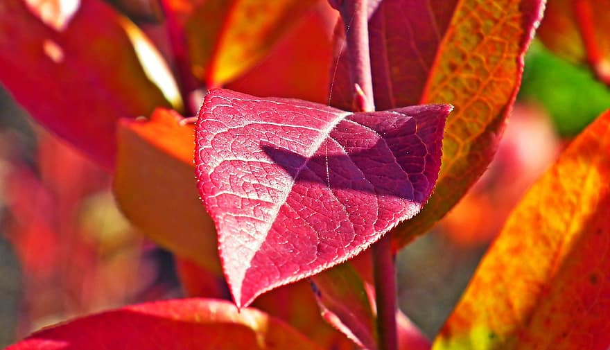 blade, Busk, farverig, efterår, have, blad, tæt på, plante, sæson, multi farvet, gul