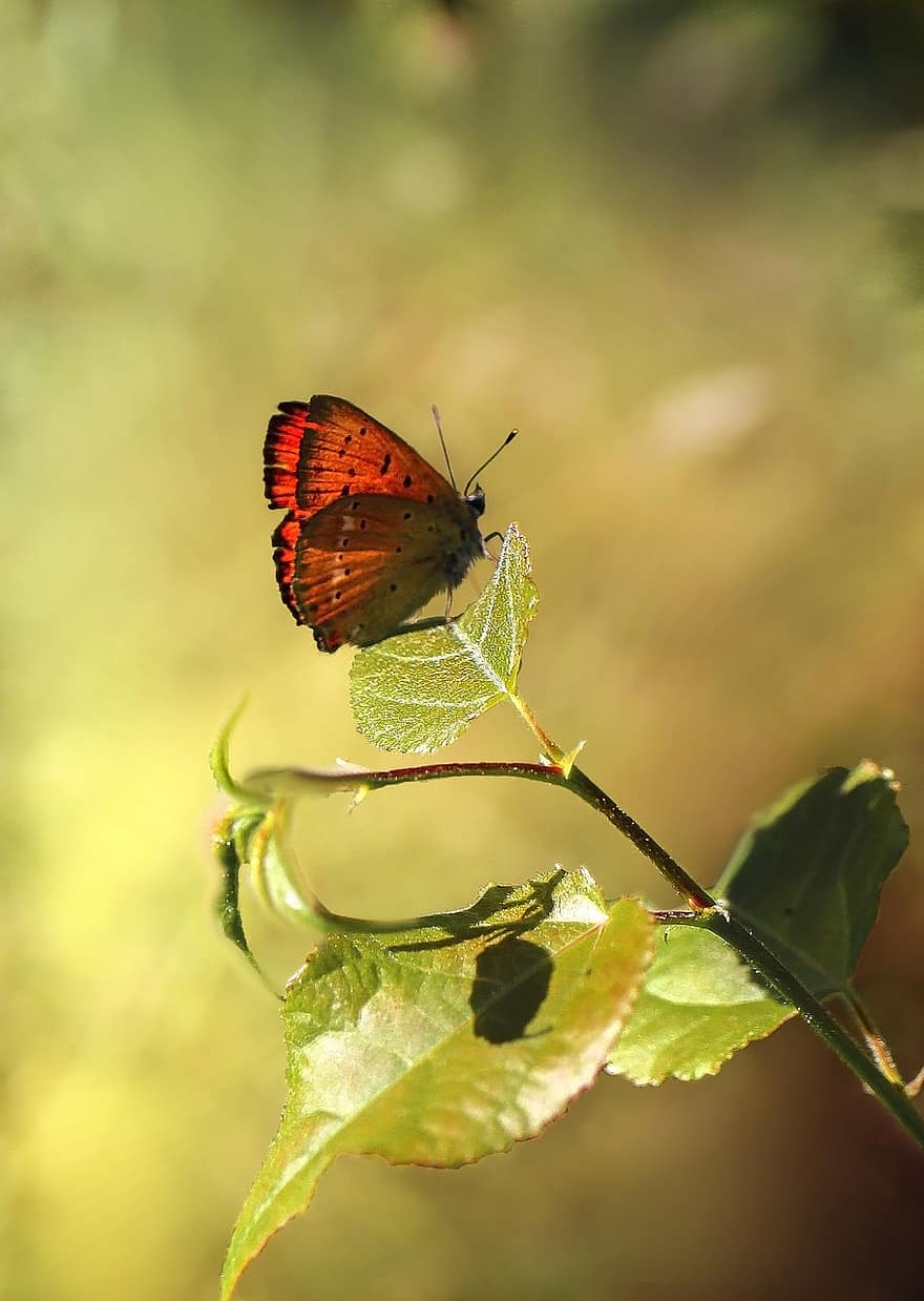 mariposa, insecto, hoja, verano, naturaleza, macro, color, rojo, Modraszkowate, czerwończyk dukacik, el fondo