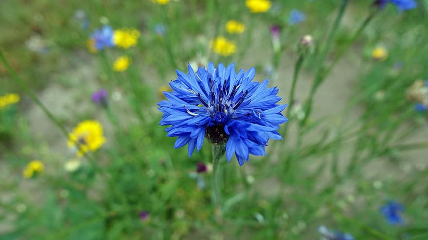 Kornblume, Blume, blaue Blume, Blütenblätter, blaue Blütenblätter, blühen, Flora, Pflanze, Wiese, Natur