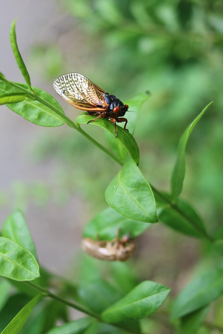 cicada, kukaiņi, lapas, magicicada, 17 gadi, periodisks cicada, augu, raksturs