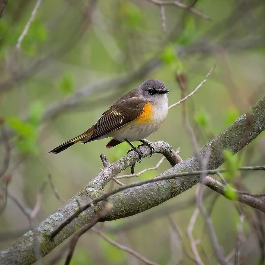 American Redstart, Bird, Tree, Animal, Wildlife, Songbird, Small Bird, Nature, Perched, Feathers, Plumage