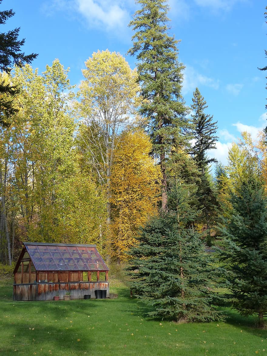 طبيعة ، الخريف ، الموسم ، خريف ، البيت الأخضر ، منظر طبيعى ، شجرة ، غابة ، المشهد الريفي ، الأصفر ، اللون الاخضر
