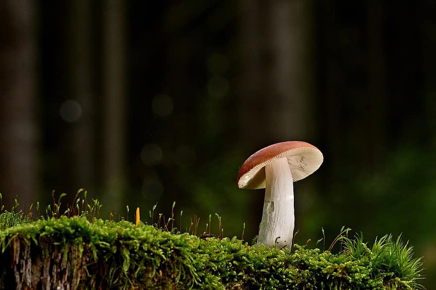 mushroom, disc fungus, small mushroom
