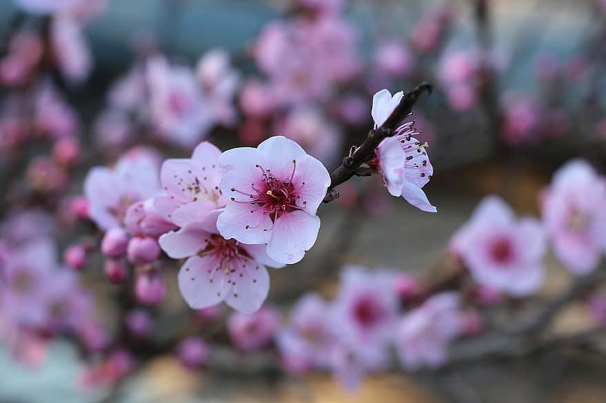 цветок, дерево, персик, ветви, весна, цвести, цветение, цветущий, цветение персика, крупный план, розовый цвет