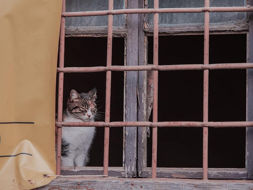 окно, кошка, домашнее животное, животное, млекопитающее, кошачий, жилой дом, мех, бакенбарды, Антальи, Турция