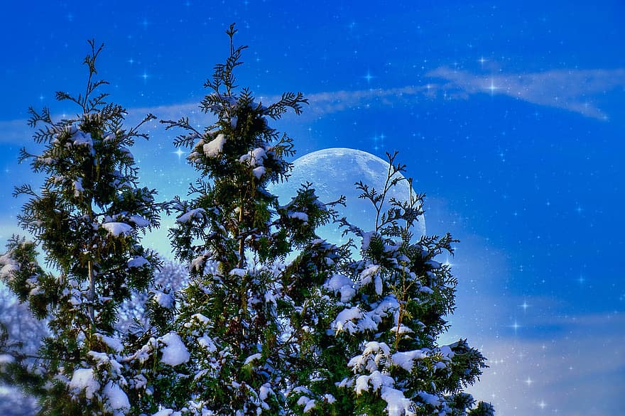 köknar ağaçları, kar, ay, yıldızlar, doğa, kış, Noel, gece, ağaç, mavi, arka