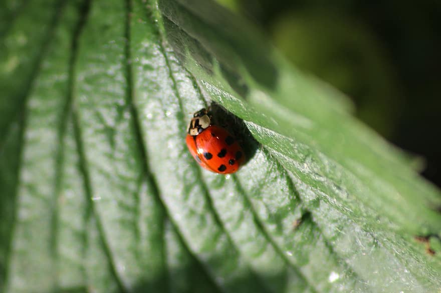 Ladybug, Insect, Ladybird Beetle, Beetle, Ladybird, Red Beetle, Dotted, Dotted Beetle, Nature, Leaf, Fauna