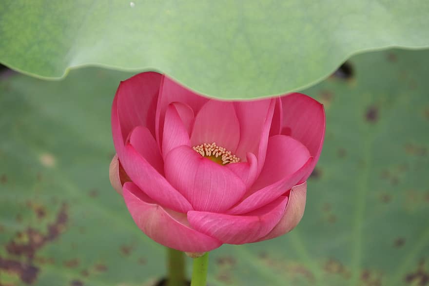 lotosas, gėlė, lotuso gėlė, rožinė gėlė, žiedlapių, rožiniai žiedlapiai, žydi, žiedas, vandens augalų, flora