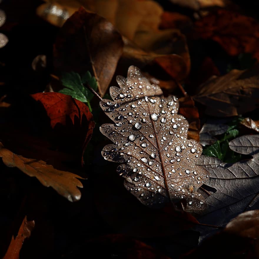 падане, листа, капки роса, есен, есенни цветове, гора, горски под, сушени листа, близък план