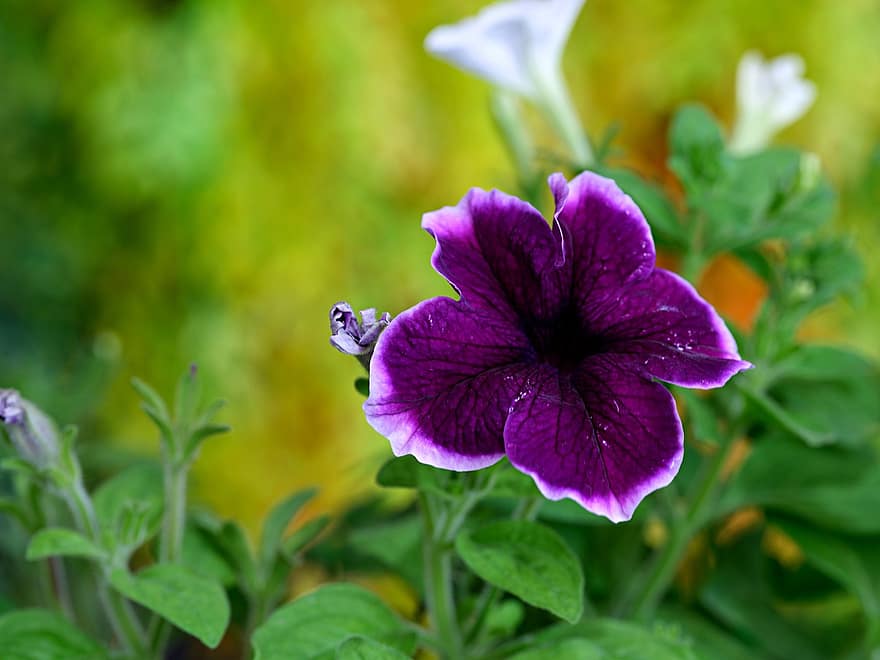 bunga, warna ungu tua, flora, alam, berkembang, mekar, botani