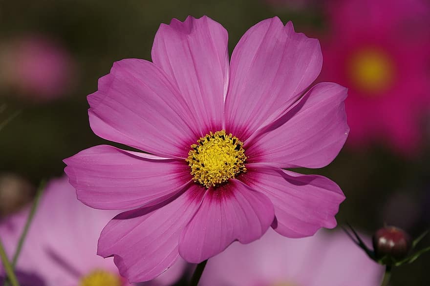 Garden Cosmos, Cosmos, Pink Flowers, Cosmos Bipinnatus, Mexican Aster, Close Up, flower, close-up, plant, summer, petal